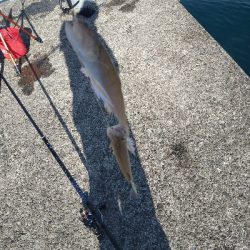 年内釣り納めにスーパーライトショアジギング