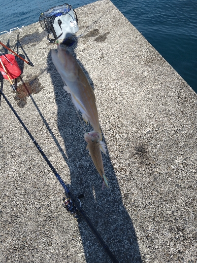 年内釣り納めにスーパーライトショアジギング