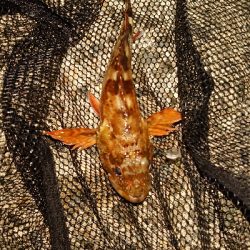 アジングなのに