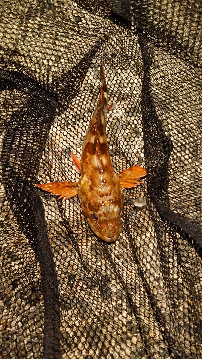 アジングなのに