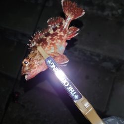 ガッシーくんは裏切らない