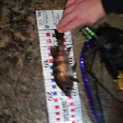 爆風のメバリング