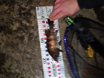 爆風のメバリング