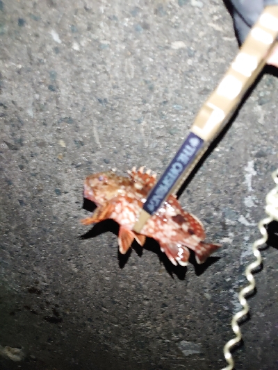 ガッシーくん２