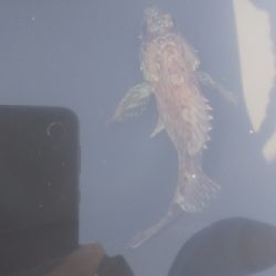 オモック初釣行