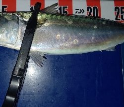 今季初尺アジと尺サバ