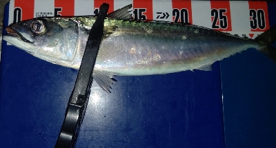 今季初尺アジと尺サバ