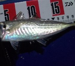 時速18なアジング