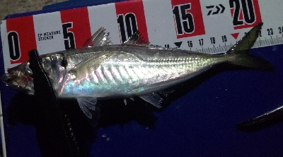 時速18なアジング