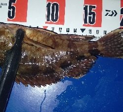 またまたアジングへ