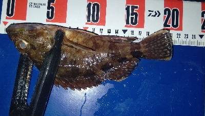 またまたアジングへ