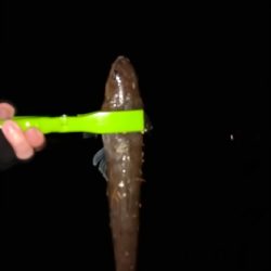 エソのみ_(┐「ε:)_ｺﾃｯ