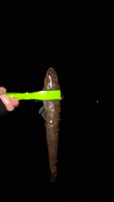 エソのみ_(┐「ε:)_ｺﾃｯ