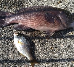 平磯でマグレカンダイ