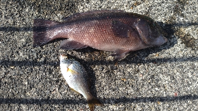 平磯でマグレカンダイ