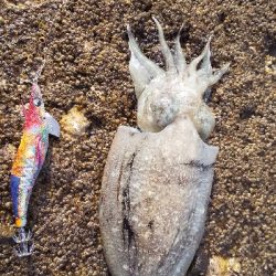 釣り納めエギング