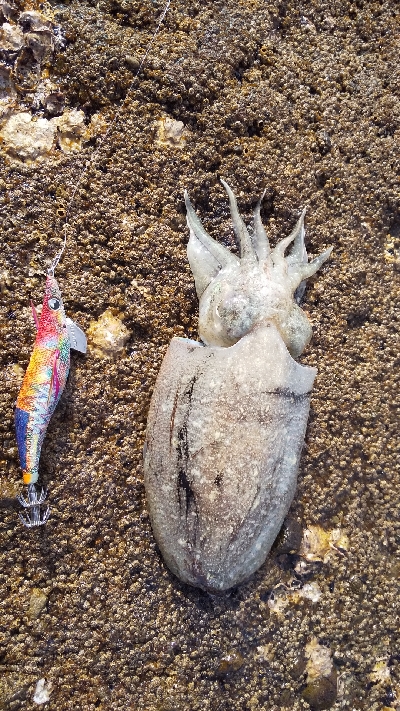 釣り納めエギング