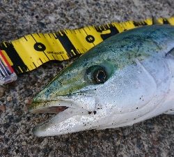 １日粘りましたが