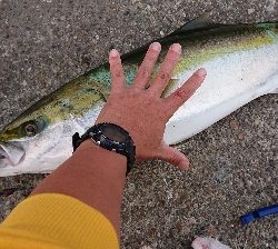 泣きブリ! でも体高立派だよ~