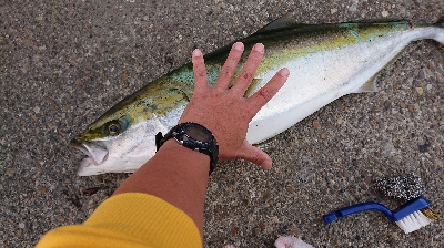 泣きブリ! でも体高立派だよ~