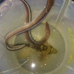 ちょい投げ 夜釣り