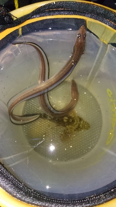 ちょい投げ 夜釣り