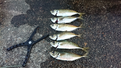 ちょうど良いサイズのアジが厳しい