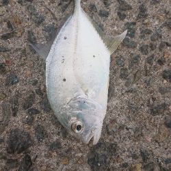 中紀をランガン