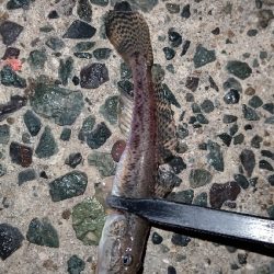 アジングと年末挨拶