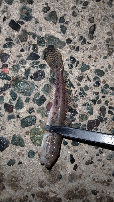 アジングと年末挨拶