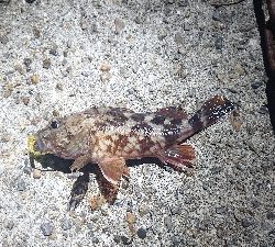 田辺～湯浅をランガン