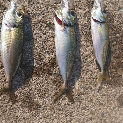 アジを探しに行きました