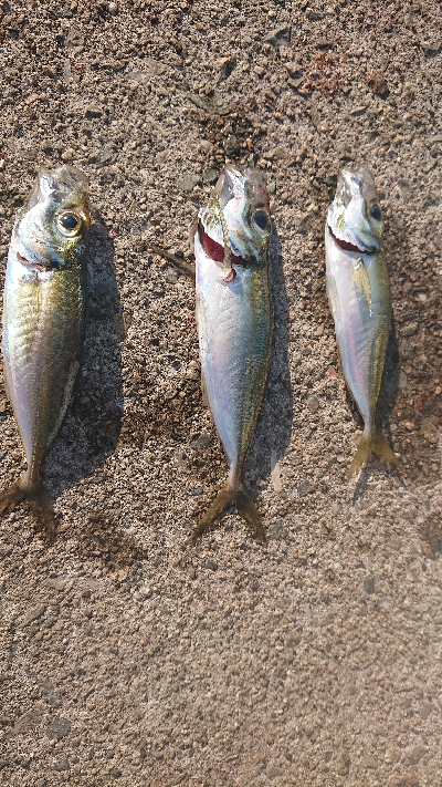 アジを探しに行きました