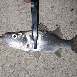 釣り納めアジング