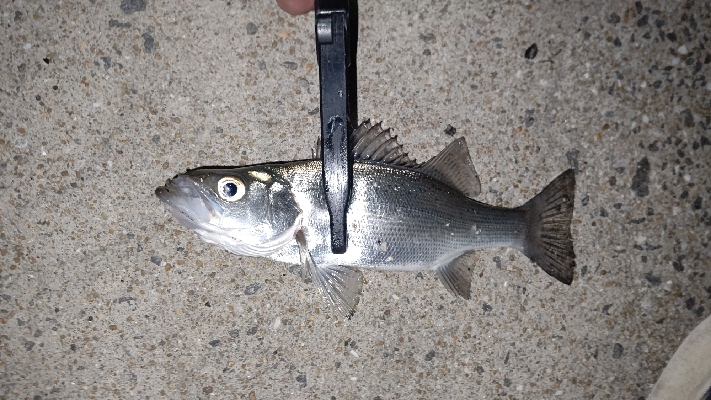 釣り納めアジング