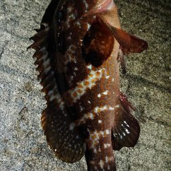 アジを探しにりんくうへ