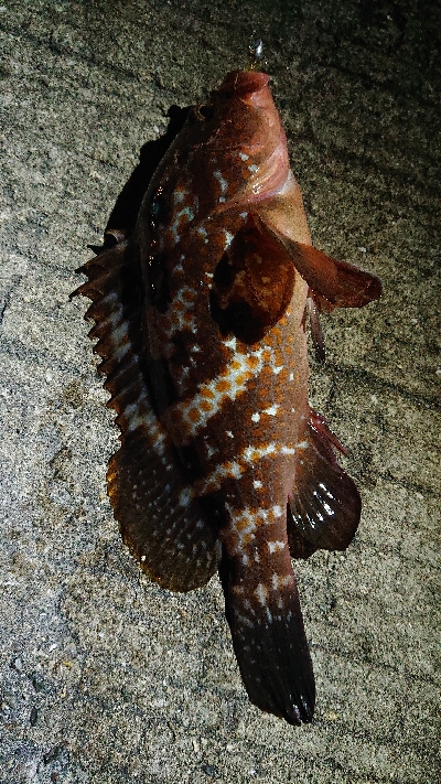 アジを探しにりんくうへ