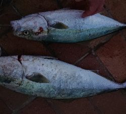 阪神湾奥で鰤族