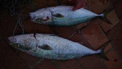 阪神湾奥で鰤族