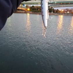 阪神湾奥で鰤族(電車釣行)