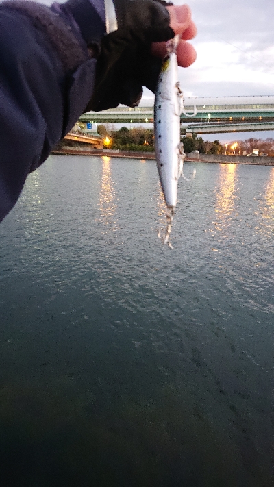 阪神湾奥で鰤族(電車釣行)