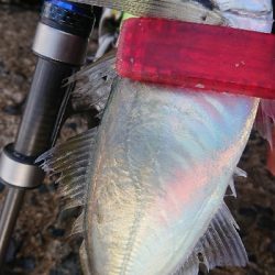 夕マズメの一撃ち！