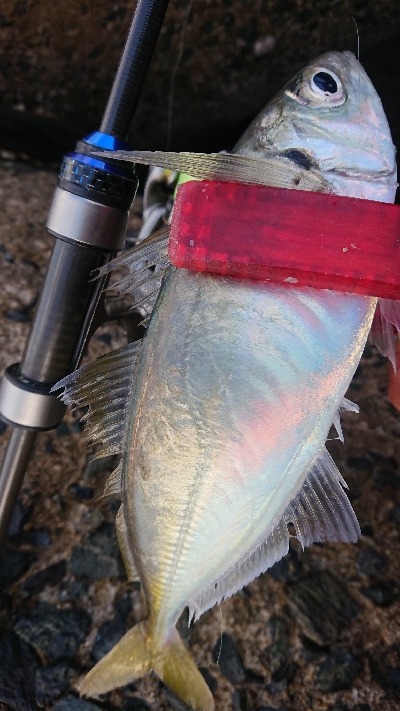 夕マズメの一撃ち！