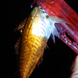 豆からアジゴなら……