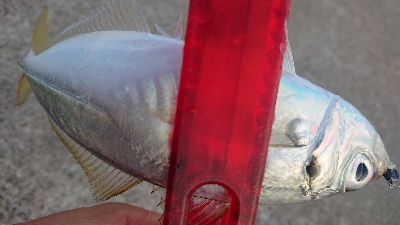 夕マズメ狙いで……