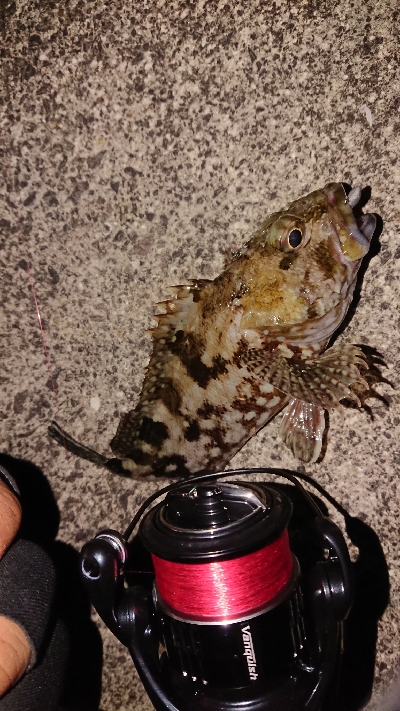 19ヴァンキッシュ2台目の鱗つけ