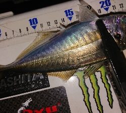 風裏さがしてアジ発見