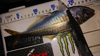 風裏さがしてアジ発見