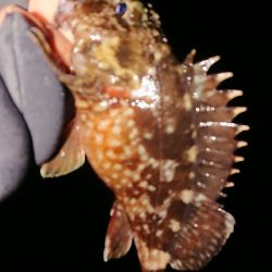 ナイトアジング