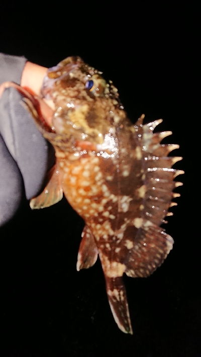 ナイトアジング